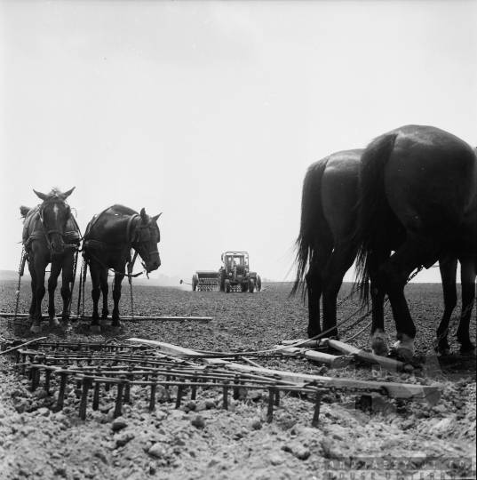 THM-BJ-08620 - Fadd, South Hungary, 1977 