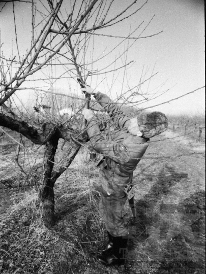 THM-BJ-08635 - Báta, South Hungary, 1981