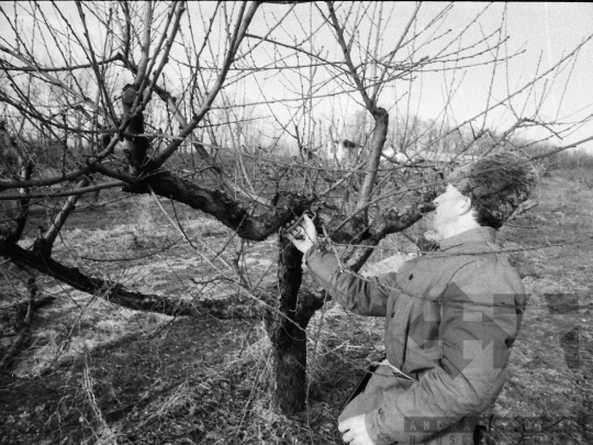 THM-BJ-08638 - Báta, South Hungary, 1981