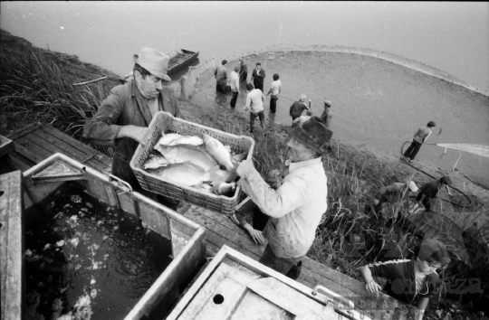 THM-BJ-08697 - Tamási, South Hungary, 1981