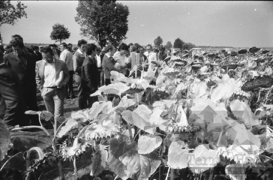 THM-BJ-08754 - Szekszárd, South Hungary, 1981 