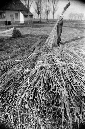 THM-BJ-08806 - Tolna-Mözs, South Hungary, 1981 