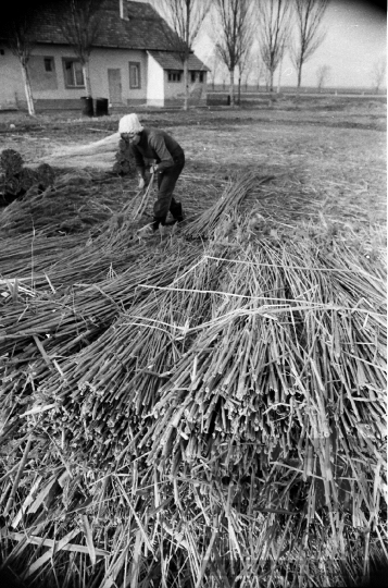 THM-BJ-08807 - Tolna-Mözs, South Hungary, 1981 