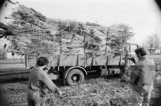 THM-BJ-08809 - Tolna-Mözs, South Hungary, 1981 