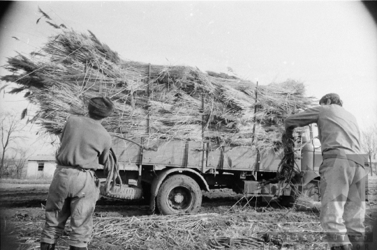 THM-BJ-08810 - Tolna-Mözs, South Hungary, 1981 