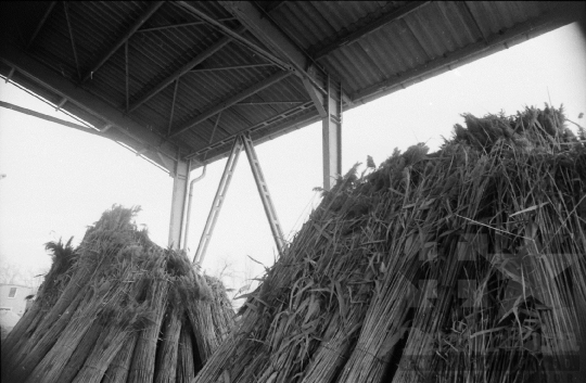 THM-BJ-08812 - Tolna-Mözs, South Hungary, 1981 