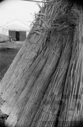 THM-BJ-08813 - Tolna-Mözs, South Hungary, 1981 