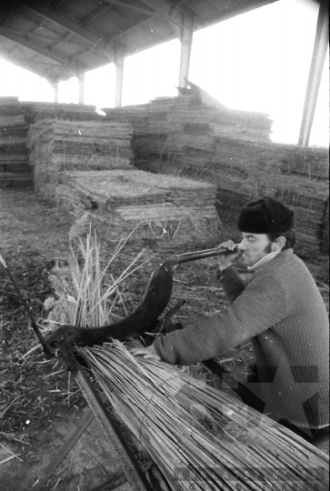 THM-BJ-08816 - Tolna-Mözs, South Hungary, 1981 