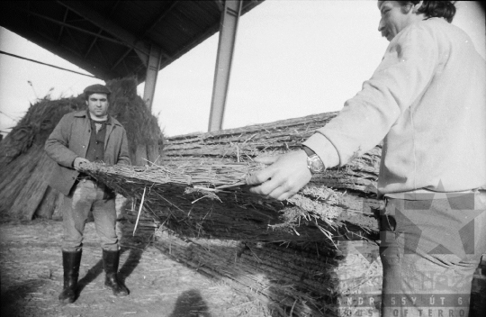 THM-BJ-08826 - Tolna-Mözs, South Hungary, 1981 