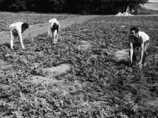 THM-BJ-09051 - Báta, South Hungary, 1983 