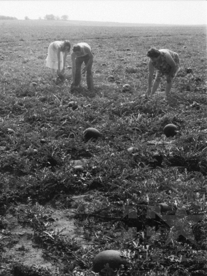 THM-BJ-09053 - Báta, South Hungary, 1983 