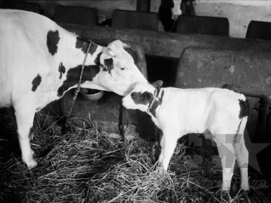 THM-BJ-09538 - Szekszárd, South Hungary, 1988