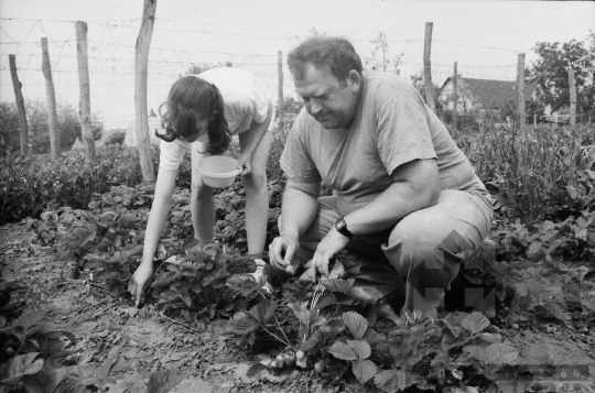 THM-BJ-09542 - Decs, South Hungary, 1988