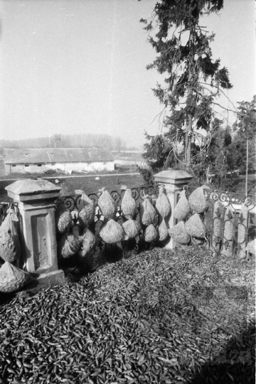 THM-BJ-09572 - Tengelic, South Hungary, 1987