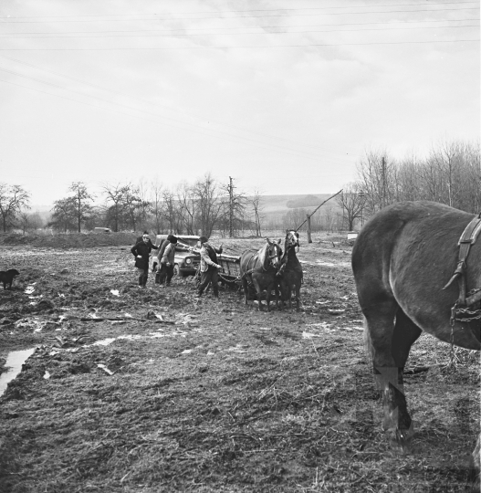 THM-BJ-09699 - Kakasd, South Hungary, 1977 