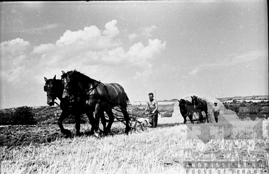 THM-BJ-10025 - Kajadacs, South Hungary, 1965 