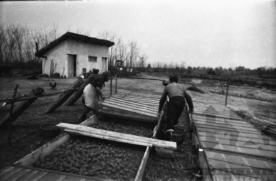 THM-BJ-10031 - Kajadacs, South Hungary, 1965 