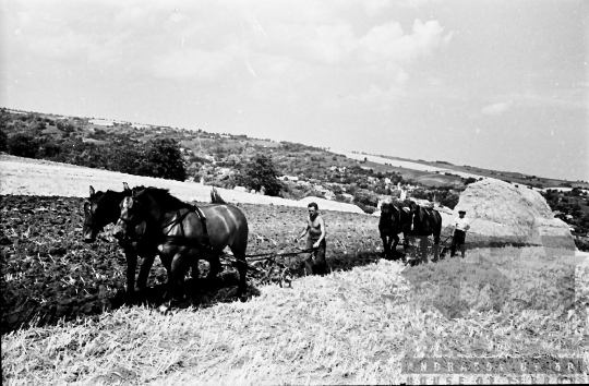 THM-BJ-10035 - Kajadacs, South Hungary, 1965 