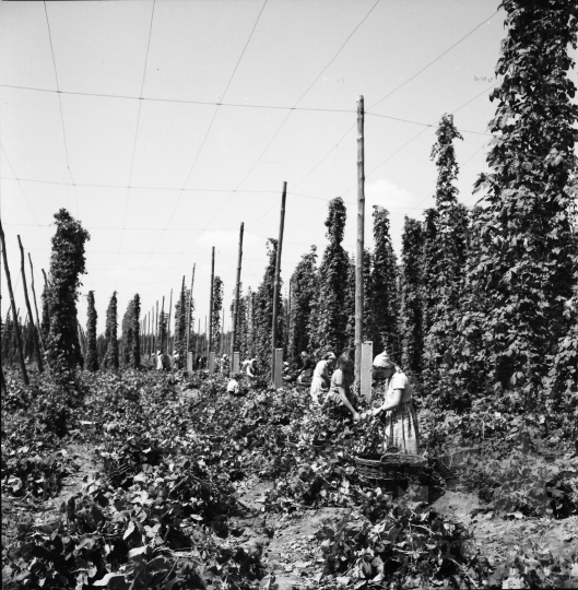 THM-BJ-10069 - Tamás, South Hungary, 1966