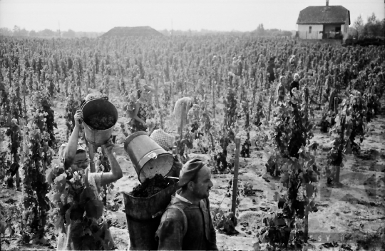 THM-BJ-10178 - Fornád, South Hungary, 1967 