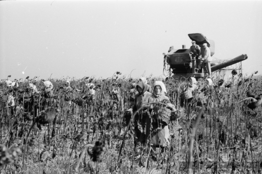 THM-BJ-10635 - Szekszárd, South Hungary, 1962