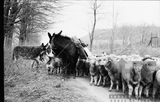 THM-BJ-10863 - Cikó, South Hungary, 1977