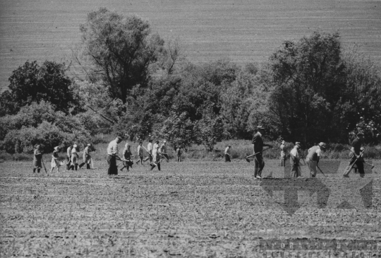 THM-BJ-11544 - Döbrögköz, South Hungary, 1977