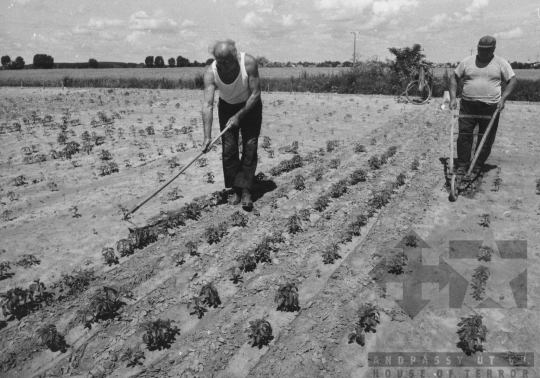 THM-BJ-11636 - Fadd-Dombori, South Hungary, 1980