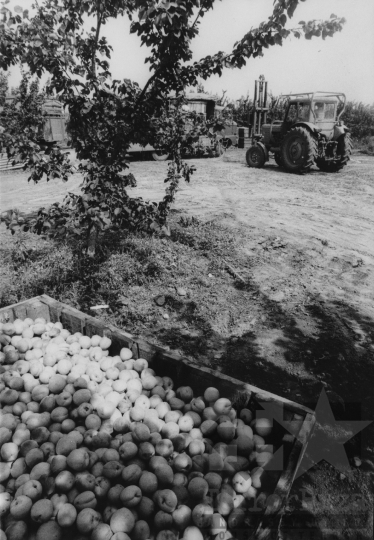 THM-BJ-11894 - Bogyiszló, South Hungary, 1979